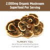 Om Mushroom Superfood Turkey Tail Mushroom Powder 3.5 Ounce Immunity