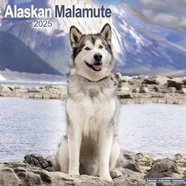 Alaskan Malamute 2025 Square Wall Calendar | Dog Breed Calendar