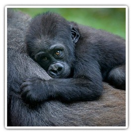 Square Stickers (Set of 2) 7.5cm - Gorilla Baby Animal Fun Decals for Laptops,Tablets,Luggage,Scrap Booking,Fridges, 3013