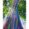 CZ GRAIN Rainbow Eucalyptus Tree Seeds - 50 Seeds - Stunning Colored Bark