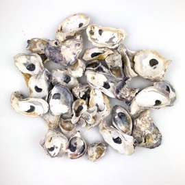 Heyiwell 16OZ Natural Oyster Shells for DIY Crafts, Arts and Home Decor 1"~3" Inch