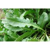 CEMEHA SEEDS - Seeds Arugula 20 Days Duckweed Little Hogweed