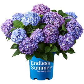Blooming & Beautiful - BloomStruck Bigleaf Hydrangea - Endless Summer - 3 Gal - Reblooming Pink Blue Purple Mophead Blooms Summer to Fall - Zones 4-9 - Hydrangea Macrophylla - 3 Gallon Pot