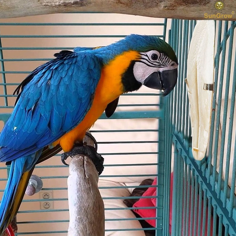 SunGrow Cuttlefish Bones for Cockatiels, 6 Inches, Cage Holder Included,