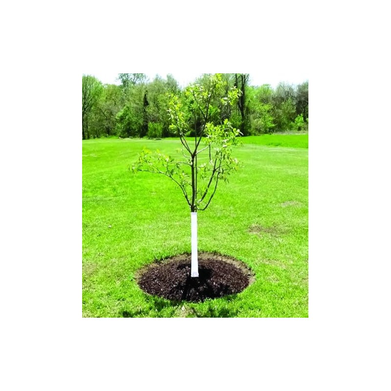 Tree Wrap, 3 In x 50 Ft