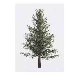 'Pine Tree' Temporary Tattoo - Water Resistant, Skin-Safe, Non-Toxic Transfer (TO00064535)