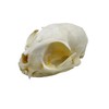 Real Animal Bone Specimen Natural Taxidermy Feline Skull for Science