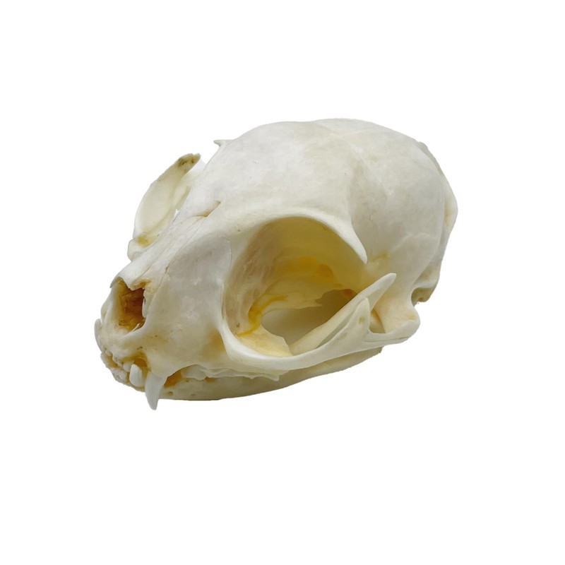 Real Animal Bone Specimen Natural Taxidermy Feline Skull for Science