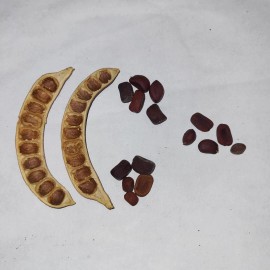 Ebenopisis Ebano Pods and Seeds 15 TEXAS EBONY Tree  Seeds , Ebenopsis Ebano (Butterfly/Bir