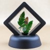 Scenic City Oddities i51a Painted Lichen Moth Floating display Entomology
