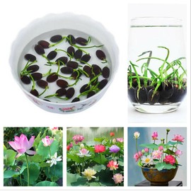 ZEshops 10pcs Mixed Color Bonsai Bowl Lotus Live Plants Pre-Sprouted - Aquatic Beauties for Indoor and Outdoor Serenity