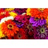 Zinnia Seeds Mix, 5g, Over 1000 Flowers Seeds, 5 Varieties