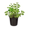 Live Aromatic and Edible Herbs - Assorted Varieties (4 Per
