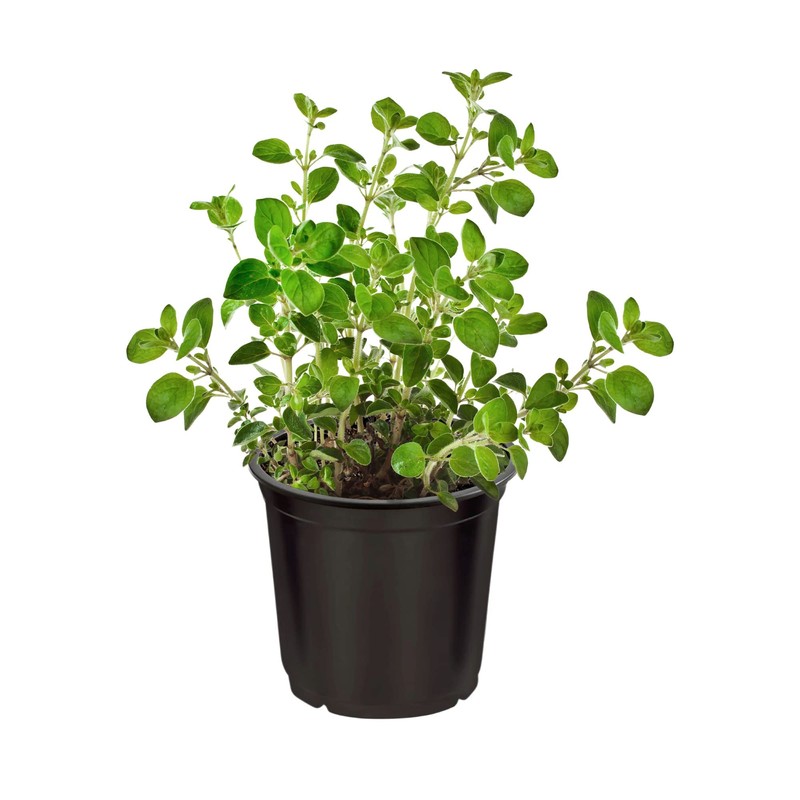 Live Aromatic and Edible Herbs - Assorted Varieties (4 Per