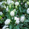 Outsidepride Lisianthus Sapphire White - 100 Seeds