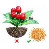 1000 Semillas De Chile Chiltepín Con Buena Germinación