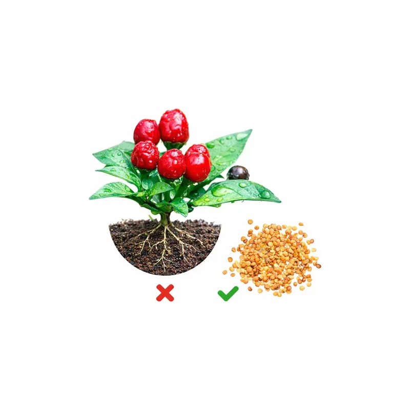 1000 Semillas De Chile Chiltepín Con Buena Germinación