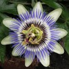 22Day Seeds: Seeds Purple Passionflower/Maypop/Perennial Flowers
