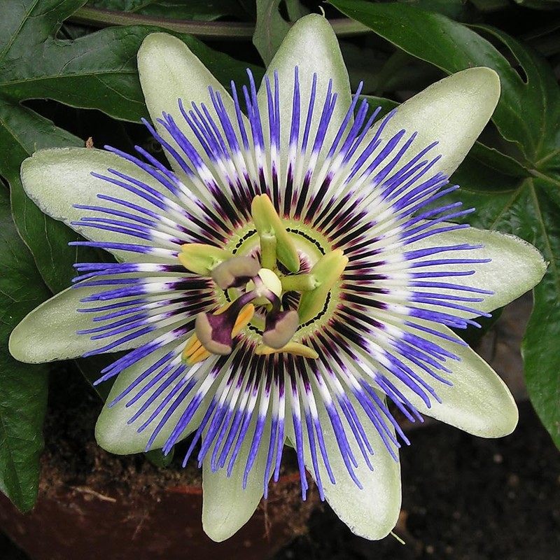 22Day Seeds: Seeds Purple Passionflower/Maypop/Perennial Flowers