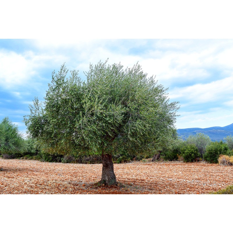 Kouzini Ultra Premium Greek Extra Virgin Olive Oil Trio (3-500
