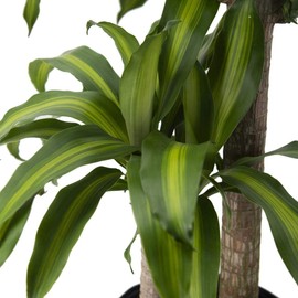 American Plant Exchange Dracaena Mass Cane ‘Corn Plant’ – Live 10-Inch Potted Indoor Houseplant, Low-Maintenance Air-Purifying Plant for Home, Office & Low-Light Spaces