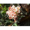 First Editions - Physocarpus op. Little Devil (Ninebark) Shrub, burgundy