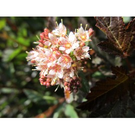 First Editions - Physocarpus op. Little Devil (Ninebark) Shrub, burgundy foliage, #3 - Size Container