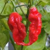 American Seed 100 Ghost Pepper Seeds Bhut Jolokia World Record Hot Peppers Vegetable Seed