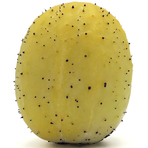 RDR Seeds 50 Lemon Cucumber Seeds - Heirloom Non-GMO USA
