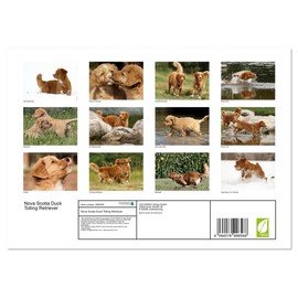 Nova Scotia Duck Tolling Retriever (Monthly Wall Calendar 2025 11.7" x 16.5" (open)), CALVENDO 14 Month Calendar