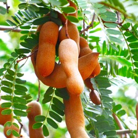 TomorrowSeeds - Tamarind Tree Seeds - 5+ Count - for 2025 Planting Tamarindus Indica Tamarindo Indian Date Imli Assam Asam Java Sweet Sour Pulp Tropical Fruit Trees Perennial Grow Your Own Home Farm