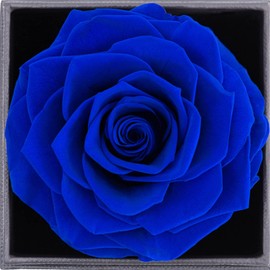 Real Preserved Rose with I Love You Necklace 100 Languages Jewelry Gift Box, Eternal Real Rose for Valentine's Day Mother's Day Wedding Anniversary Birthday Gift for Her, Blue