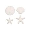 POSH BOXX Summer Ocean Sugar Top Decor - Sand dollar,