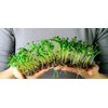 Gardenera Organic Microgreens Potting Mix: Hand-Mixed with Care Using Top-Grade
