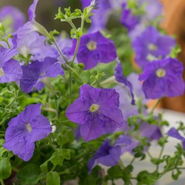 6500+pcs Purple Petunia Seeds for Hanging Baskets Annual Petunia Plant Seeds Open Pollinated Million Bells Seeds Indoors or Outdoors