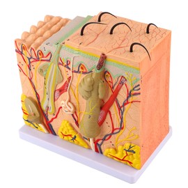 Human Skin Magnified Model 3D Skin Anatomy Model with 50X Magnification for Biology Education Dermatology Teaching
