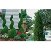 3 Emerald Green Arborvitae 6-12" Tall Live Plants in 2.5"