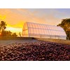 Premium Coffee Cascara - Dried Coffee Shells Husk Premium- Ecuadorian
