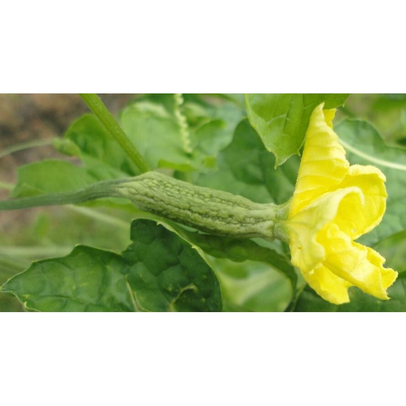 TomorrowSeeds Green Bitter Melon Seeds | Smooth Gourd Karela USA