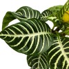 Florida House Plants Zebra Plant, Aphelandra squarrosa, Zebraplant in a