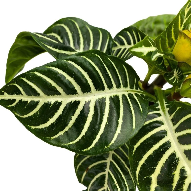 Florida House Plants Zebra Plant, Aphelandra squarrosa, Zebraplant in a