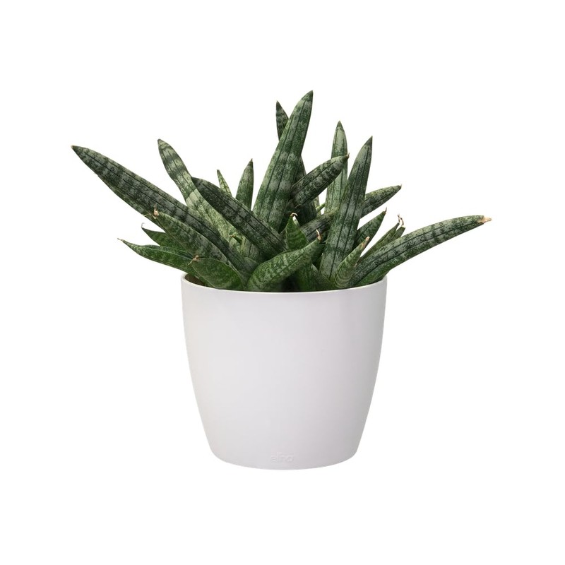 elho Brussels Round Mini 9.5 - Flower Pot for Indoor