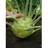 Seeds Kohlrabi (Cabbage German Turnip) Giant Biennial Vegetable for Planting