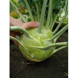Seeds Kohlrabi (Cabbage German Turnip) Giant Biennial Vegetable for Planting Heirloom Non GMO