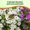 Outsidepride Mixed Alyssum Seeds - 2000 Pcs Annual, Drought-Tolerant &