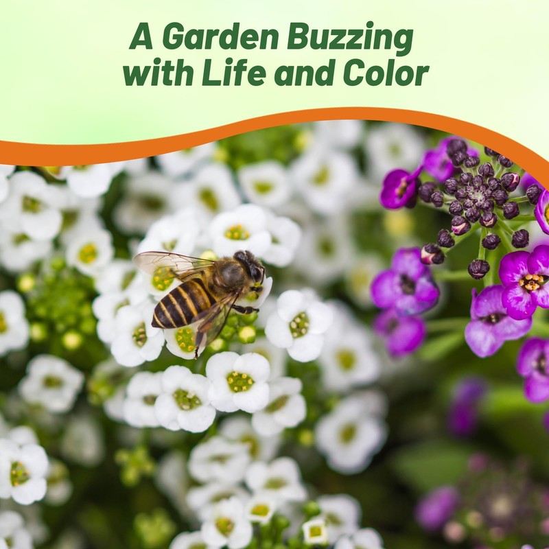 Outsidepride Mixed Alyssum Seeds - 2000 Pcs Annual, Drought-Tolerant &