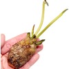3 Pre-Grown Hardy & Tropical Waterlilies Rhizomes Live Tuber in