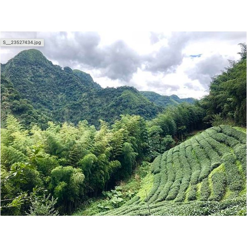 Denise's Fine Tea, USDA Organic, Alishan High Mountain Oolong, Luxury