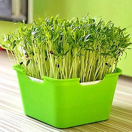 Bandeja de germinación de semillas con tapa, bandeja de germinación de semillas sin BPA, cultivador de brotes de frijoles, kit de germinación para cultivar semillas