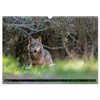 Wolves, Wild Spirits (Wall Calendar 2026 DIN A3 Landscape), CALVENDO